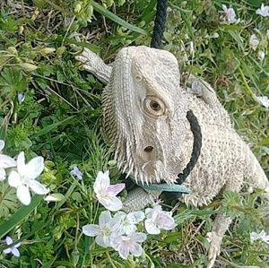 Meet your Posher, Autumn